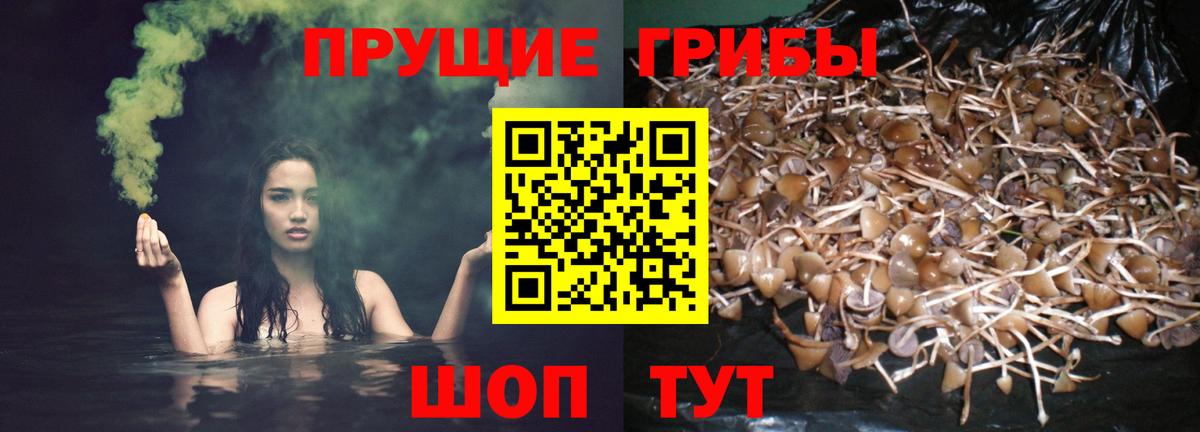 Галлюциногенные грибы GOLDEN TEACHER  Вход с VPN  Галлюциногенные грибы GOLDEN TEACHER  Архангельск 